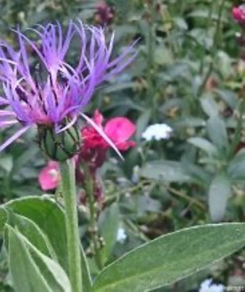 Centaurea flower