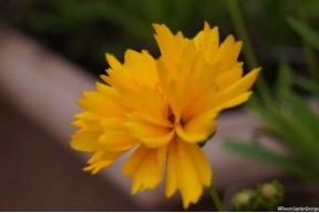 Coreopsis flower
