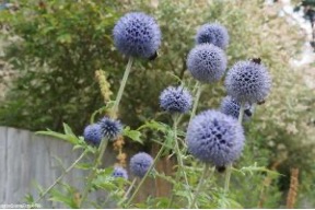 Echinops plant
