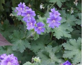 Geranium flower