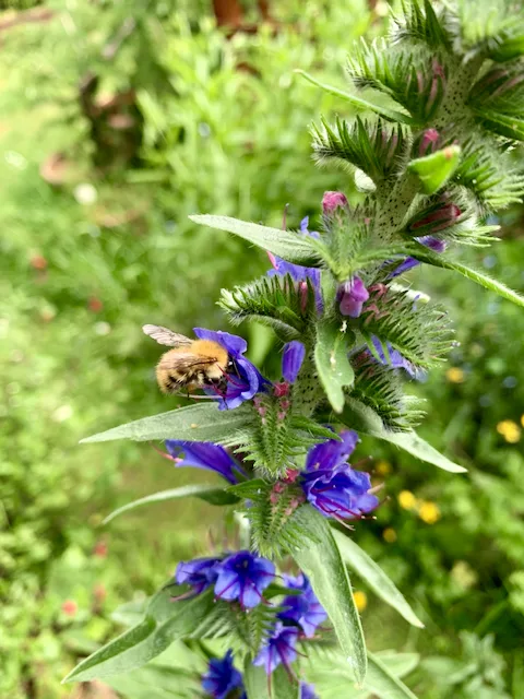 Bee gathering nectar from wildflower